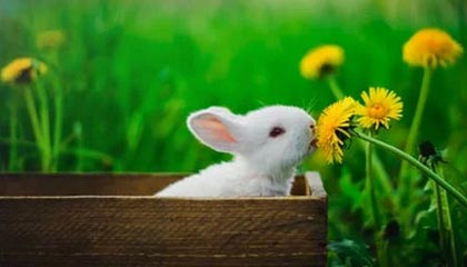 2025年最新有偿供卵是什么意思推荐(今日分享试管婴儿供卵是什么意思)